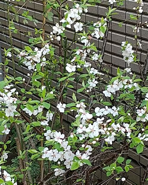 海棠開花